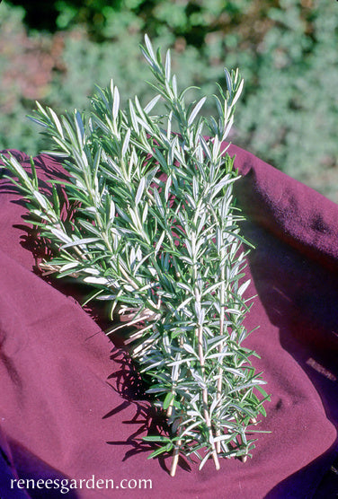 French Rosemary