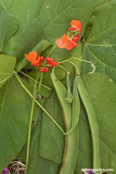 Scarlet Runner Bean