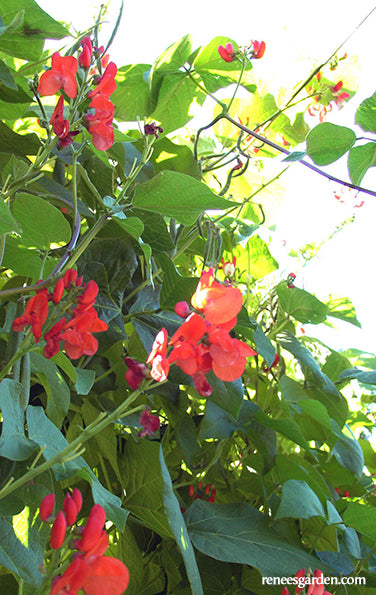 Scarlet Runner Bean