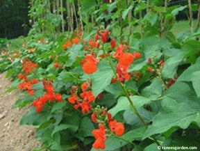 Scarlet Runner Bean