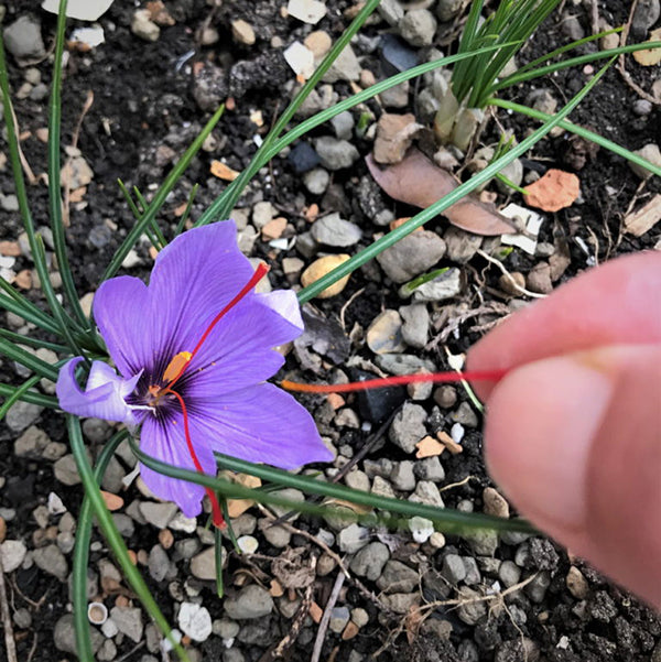 Saffron Crocus Bulbs