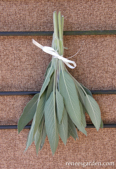 Italian Aromatic Sage