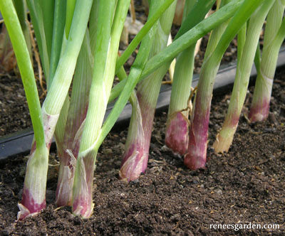 Italian Scallion