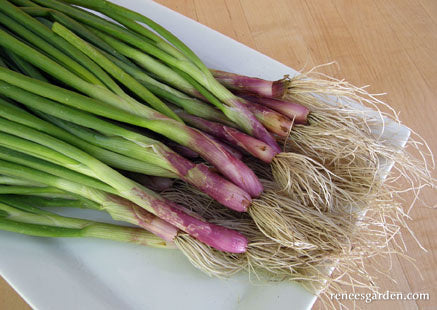 Italian Scallion