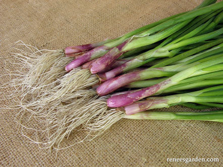 Italian Scallion