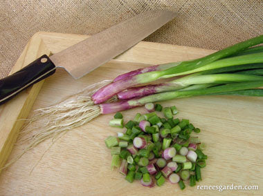 Italian Scallion