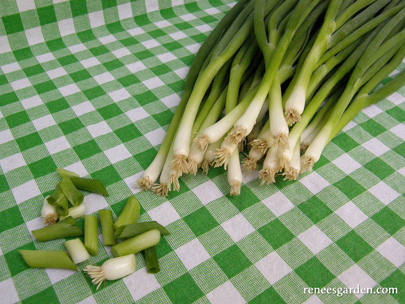 Parade' Salad Scallions