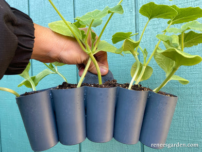 Sili-Seedlings Silicone Seed Starting Trays