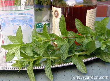 Heirloom Spearmint