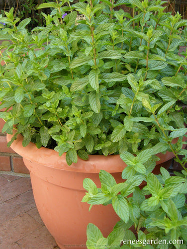 Heirloom Spearmint