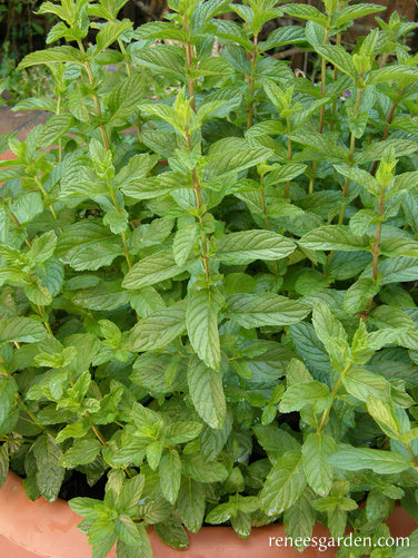 Heirloom Spearmint