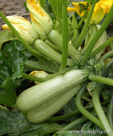 Ortolana di Faenza