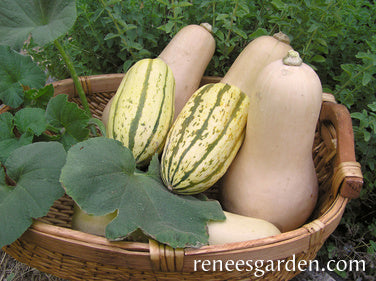 Early Butternut & Delicata