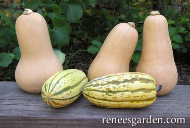 Early Butternut & Delicata