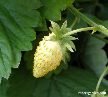 Heirloom Pineapple