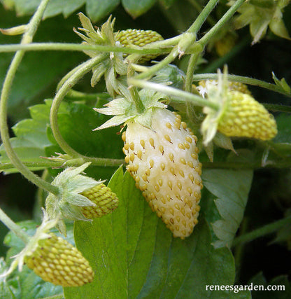 Heirloom Pineapple