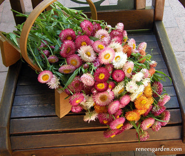 Rainbow Bouquet