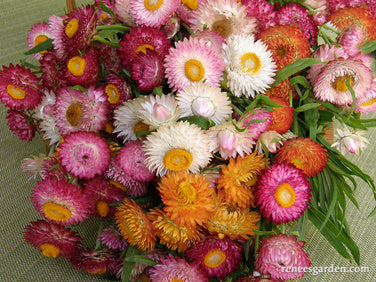 Rainbow Bouquet