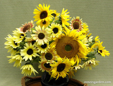 An Heirloom Sunflower Forest