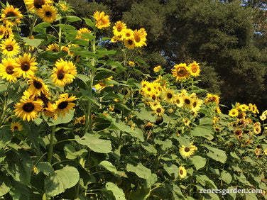 An Heirloom Sunflower Forest