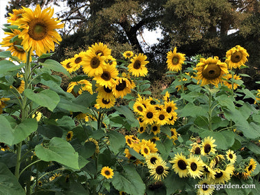 An Heirloom Sunflower Forest