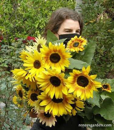 Heirloom Summer Garden Dancing, Joyous Sunflowers