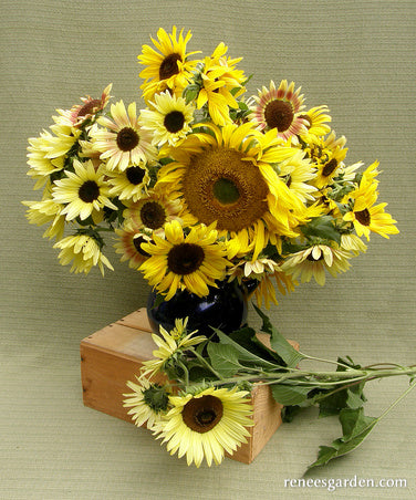 Heirloom Summer Garden Dancing, Joyous Sunflowers