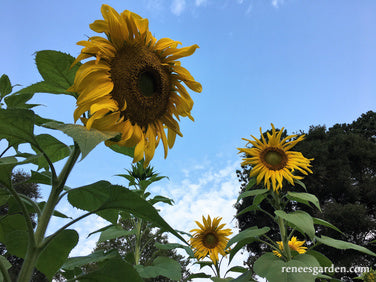 Heirloom Summer Garden Dancing, Joyous Sunflowers