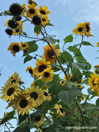 Heirloom Summer Garden Dancing, Joyous Sunflowers