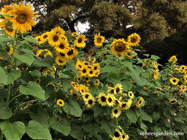 Heirloom Summer Garden Dancing, Joyous Sunflowers