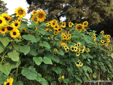 Heirloom Summer Garden Dancing, Joyous Sunflowers