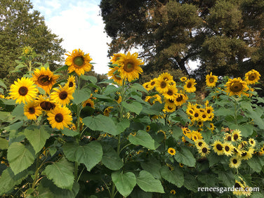 Heirloom Summer Garden Dancing, Joyous Sunflowers