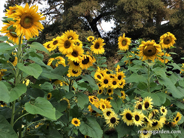 Heirloom Summer Garden Dancing, Joyous Sunflowers