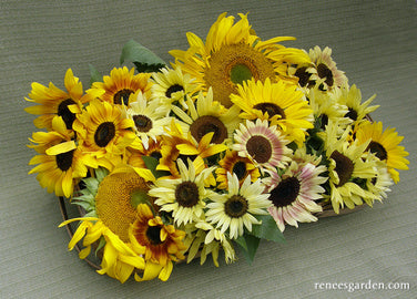 Heirloom Summer Garden Dancing, Joyous Sunflowers