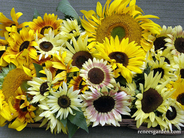 Heirloom Summer Garden Dancing, Joyous Sunflowers