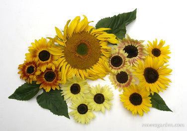 Heirloom Summer Garden Dancing, Joyous Sunflowers