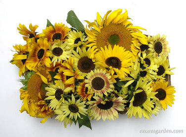 Heirloom Summer Garden Dancing, Joyous Sunflowers