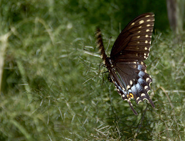 Swallowtail Fennel