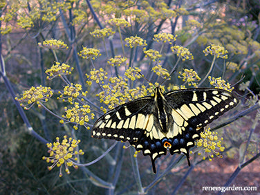 Swallowtail Fennel