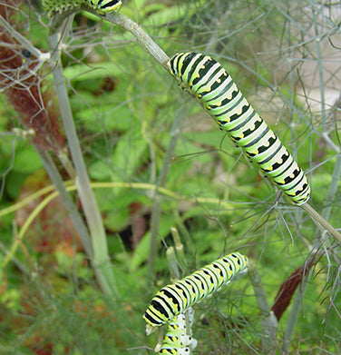 Swallowtail Fennel