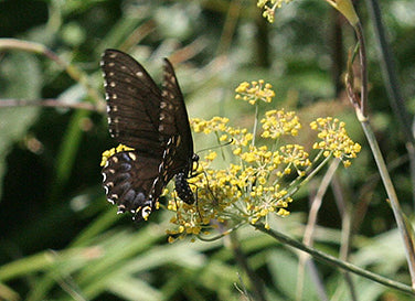 Swallowtail Fennel