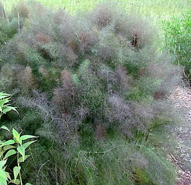 Swallowtail Fennel