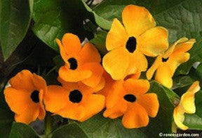 Black-Eyed Susan Vine