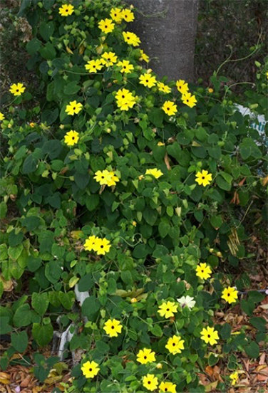 Black-Eyed Susan Vine