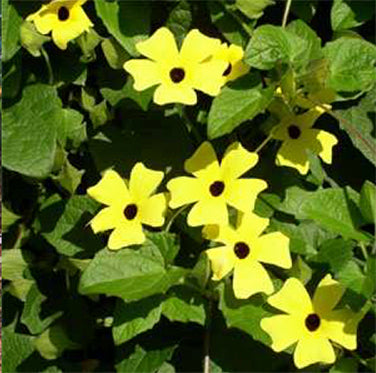 Black-Eyed Susan Vine