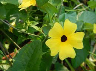 Black-Eyed Susan Vine