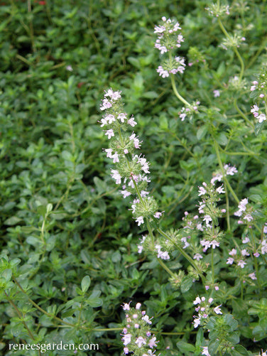 Creeping Thyme