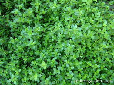 Creeping Thyme