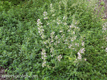 Creeping Thyme