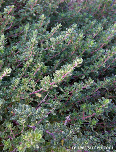 English Thyme